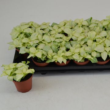 Fittonia MOSAIC LEMON