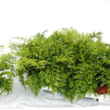 Asplenium bulbiferum 'Suze'