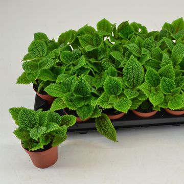 Pilea mollis 'Moon Valley'