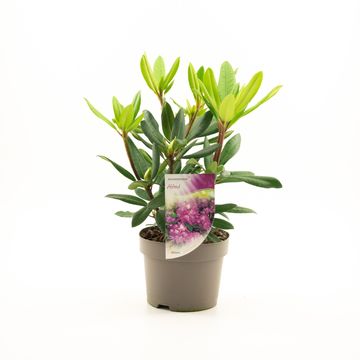 Rhododendron 'Alfred'