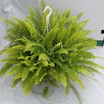 Nephrolepis exaltata 'Green Moment'