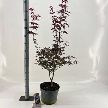 Acer palmatum 'Red Emperor'