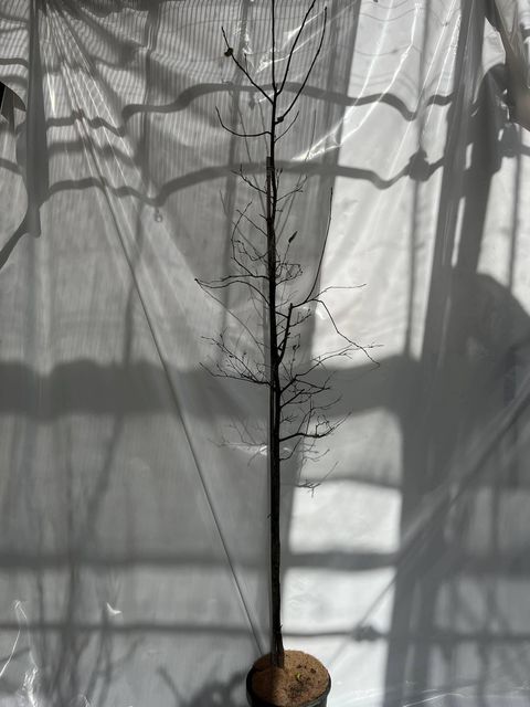 Amelanchier lamarckii