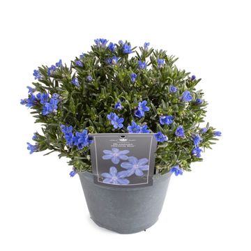 Glandora diffusa 'Heavenly Blue'