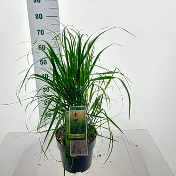 Calamagrostis x acutiflora 'Karl Foerster'