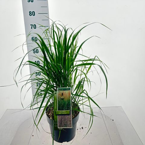 Calamagrostis x acutiflora 'Karl Foerster'