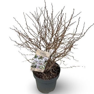 Prunus incisa 'Kojou-no-mai'
