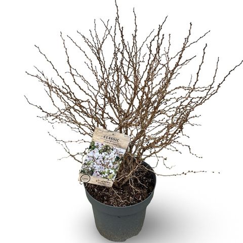 Prunus incisa 'Kojou-no-mai'