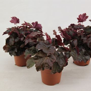 Heuchera micrantha 'Palace Purple'