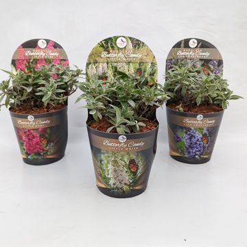 Buddleja davidii LITTLE ROCKSTARS MIX