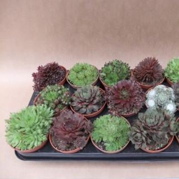 Sempervivum MIX