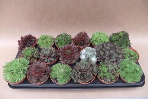 Sempervivum MIX