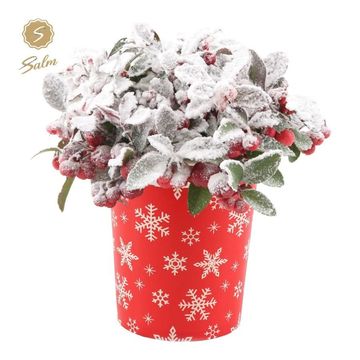 Gaultheria procumbens BIG BERRY