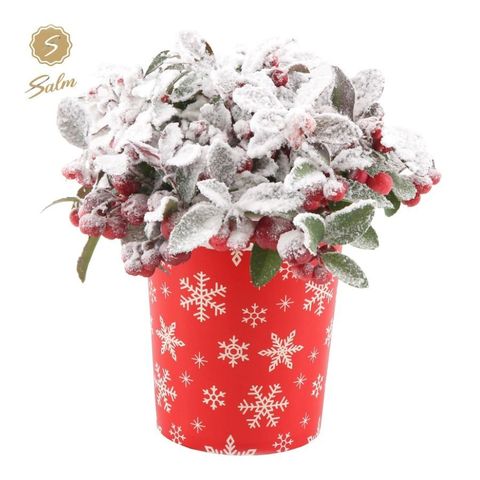 Gaultheria procumbens BIG BERRY