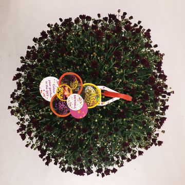 Chrysanthemum SKYFALL RED