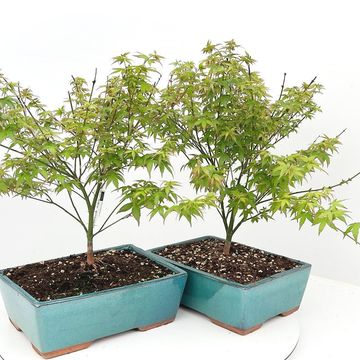 Acer palmatum 'Little Princess'