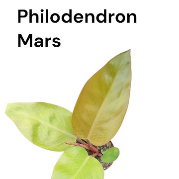 Filodendro 'Mars'