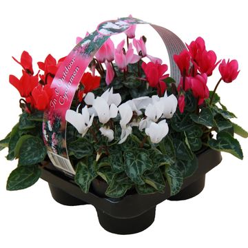 Cyclamen SUPER SERIE VERANO MIX