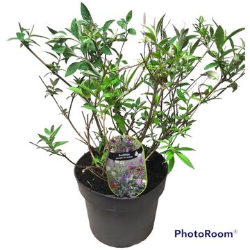 Buddleja davidii MIX IN POT