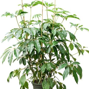 Heptapleurum calyptratum