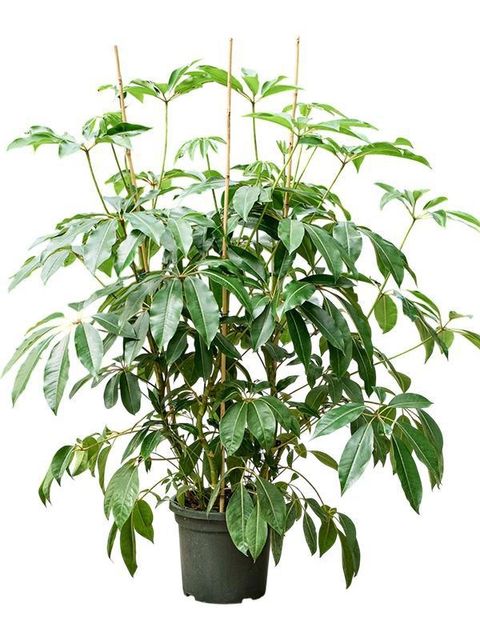 Heptapleurum calyptratum