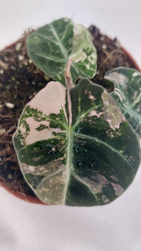 Alocasia 'Black Velvet Variegata'