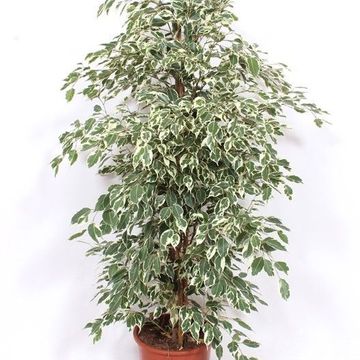 Ficus benjamina 'Twilight'