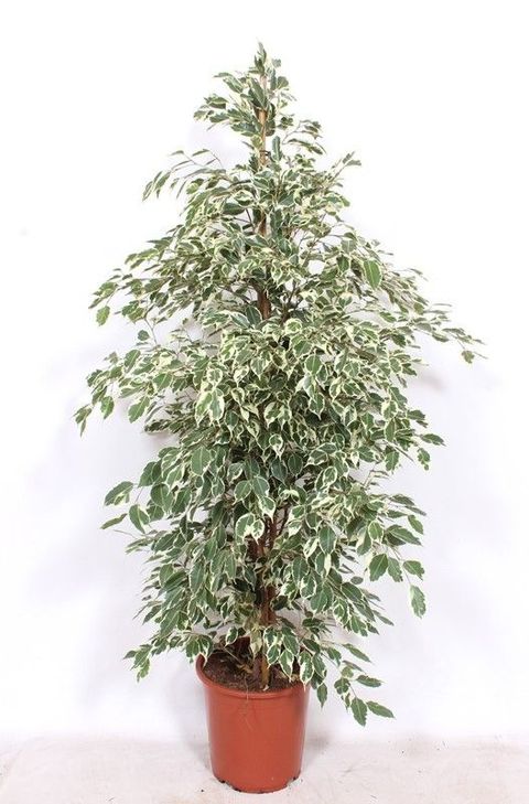 Ficus benjamina 'Twilight'