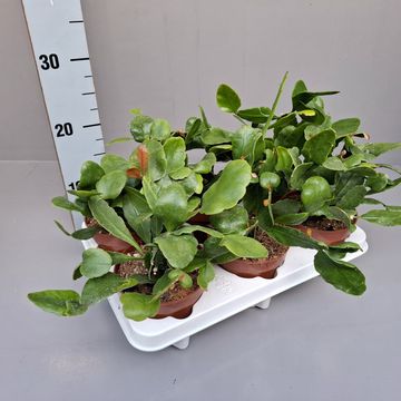 Rhipsalis crispata 'Amstel'