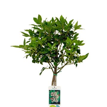 Viburnum tinus