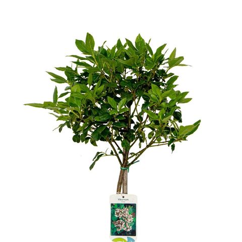 Viburnum tinus