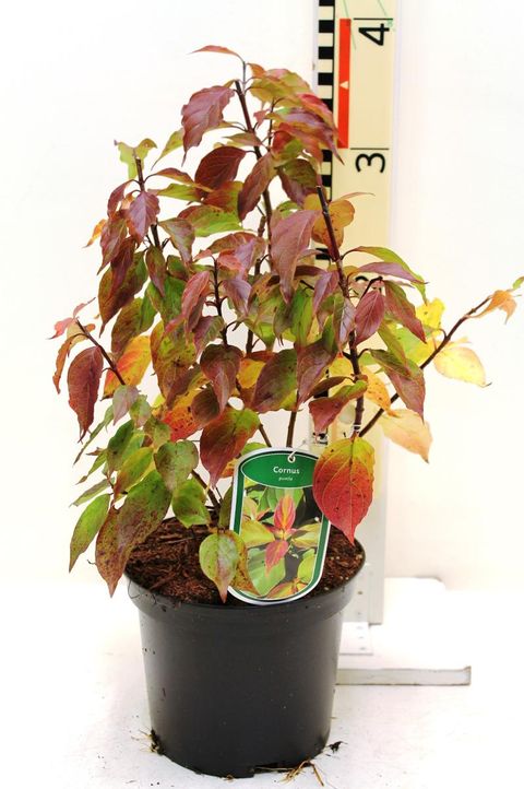 Cornus pumila