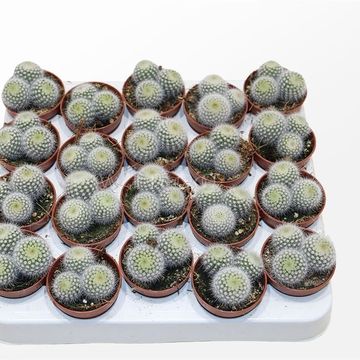 Notocactus scopa