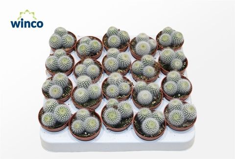 Notocactus scopa