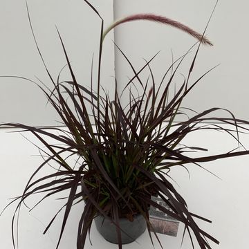 Pennisetum advena 'Rubrum'