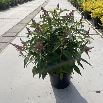 Buddleja davidii BUTTERFLY CANDY LITTLE PINK