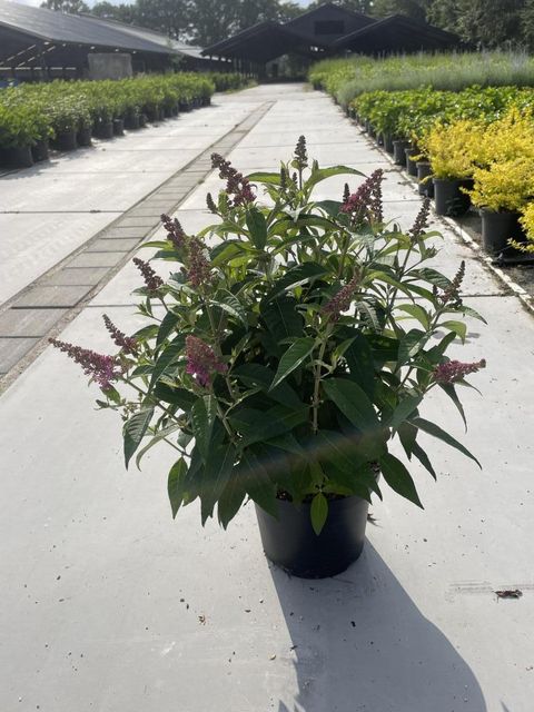 Buddleja davidii BUTTERFLY CANDY LITTLE PINK