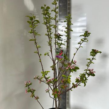 Malus 'Red Sentinel'