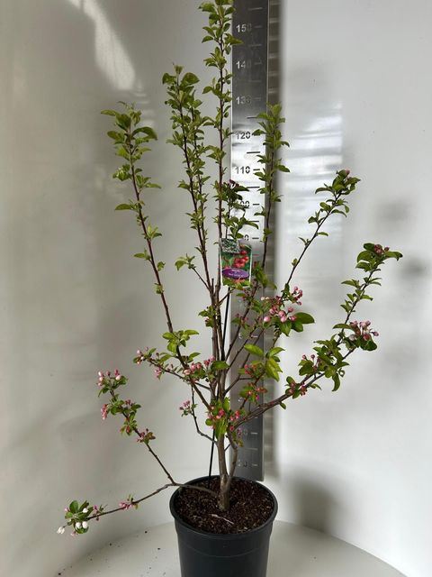 Malus 'Red Sentinel'