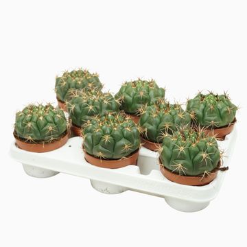 Gymnocalycium saglionis