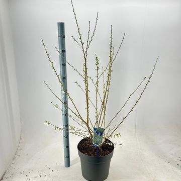 Prunus incisa 'Yamadei'