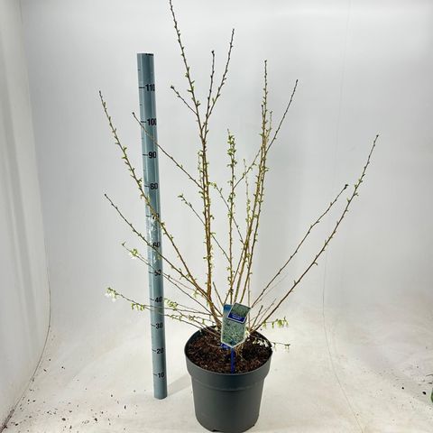 Prunus incisa 'Yamadei'