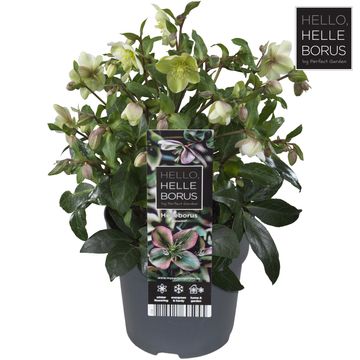 Helleborus DIAMONFIRE