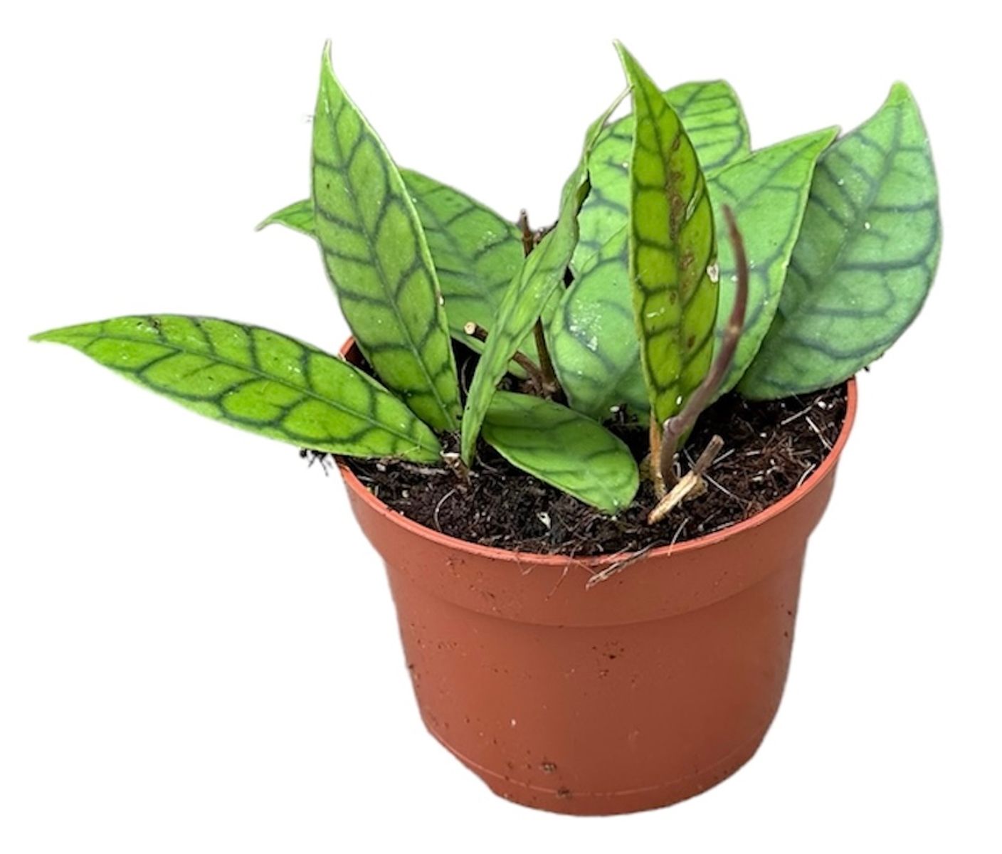 Hoya callistophylla — Растения Оптовая FlorAccess
