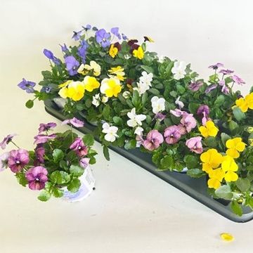 Viola ICE BABIES MIX