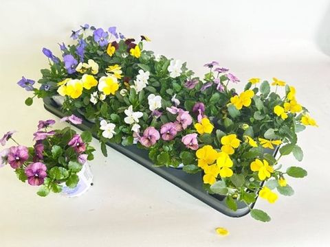 Viola ICE BABIES MIX