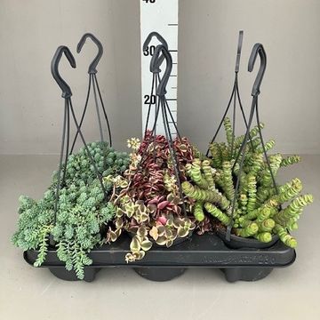 Succulents MIX