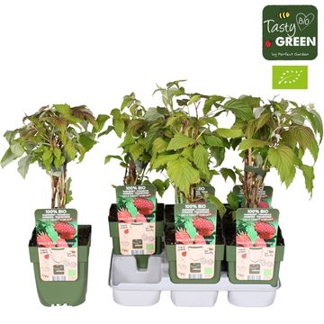 Rubus idaeus 'Autumn Happy'