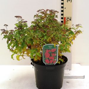 Spiraea japonica 'Crispa'