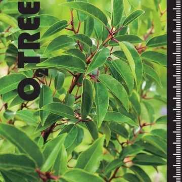 Prunus lusitanica 'Angustifolia'